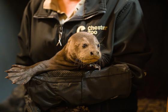 Three Giant Otter Pups Born At Chester Zoo Get Their Very First Health Check1