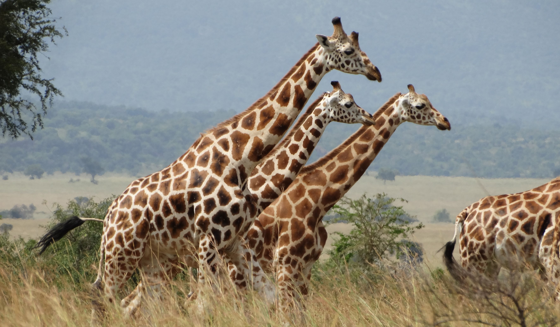 Giraffe