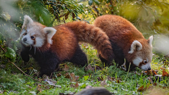 Red Panda Cubs