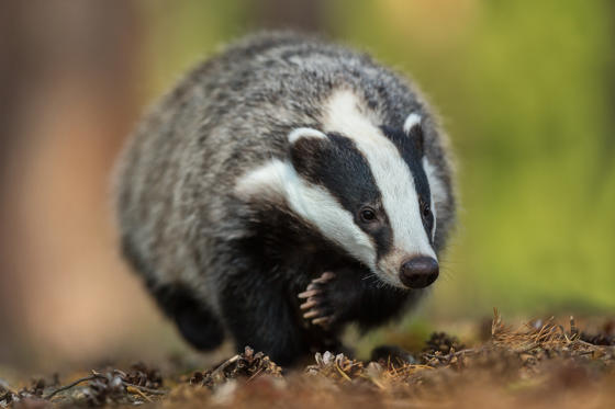 Badger Copy