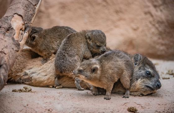Rock Hyrax Family (14)
