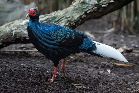 VIETNAMESE PHEASANT 2