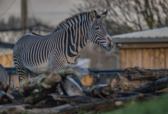 Grevy's Zebra 005