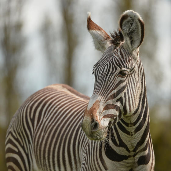 Zebra 3