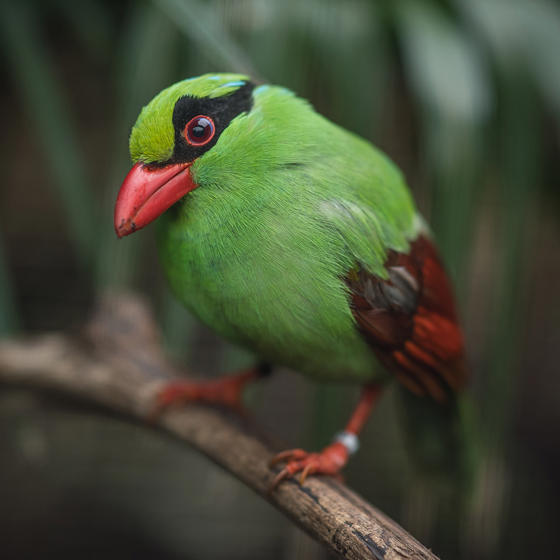 Javan Green Magpie SQAURE