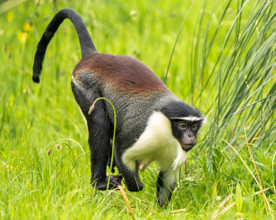 Roloway Monkey 7