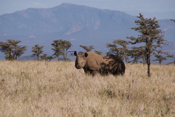 14 Rhino Kenya