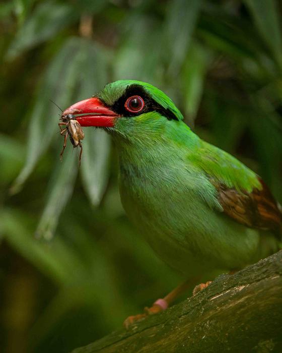 Javan Green Magpie (1)