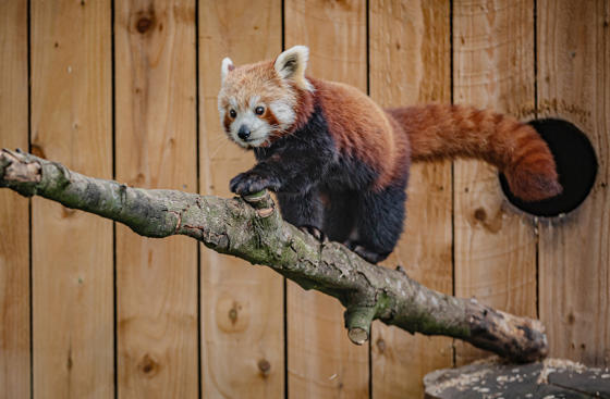 Akashi The Red Panda Has Arrived At Chester Zoo To Help Safeguard Her Species From Extinction 1
