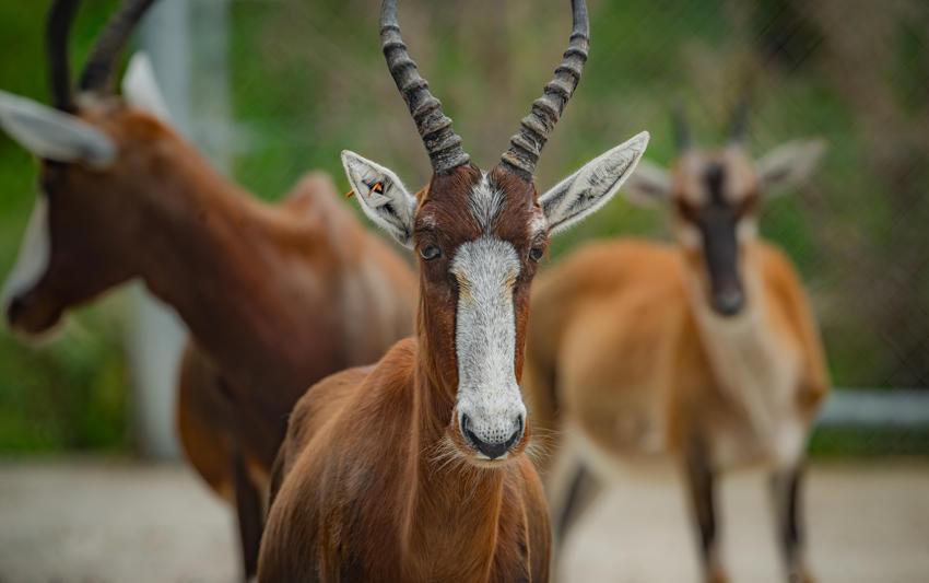 Blesbok 6 (1)