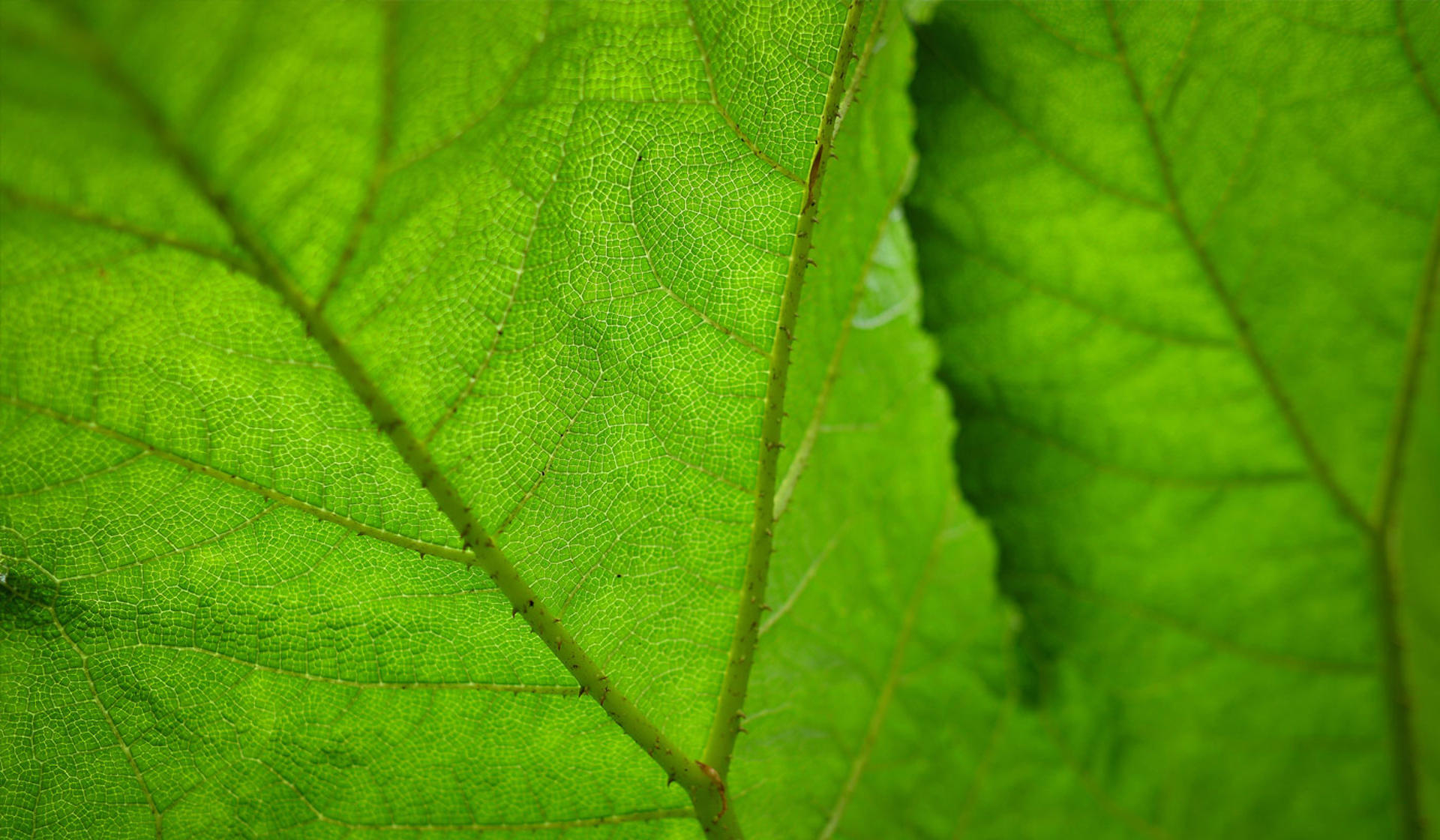 Leaf Macro
