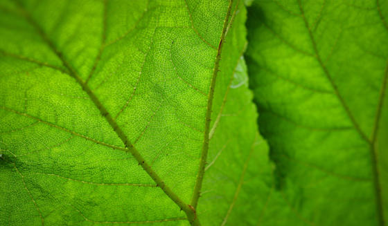 Leaf Macro