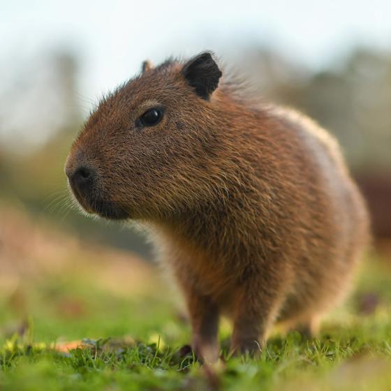 Capybara