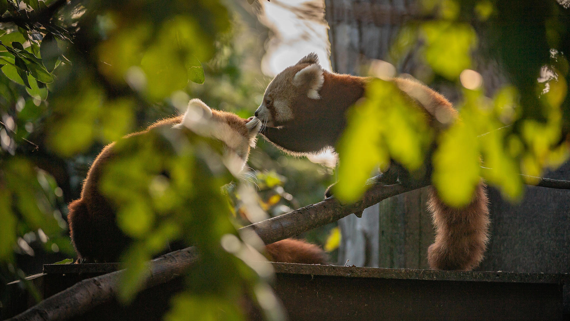 Red Panda. In The Zoo 7