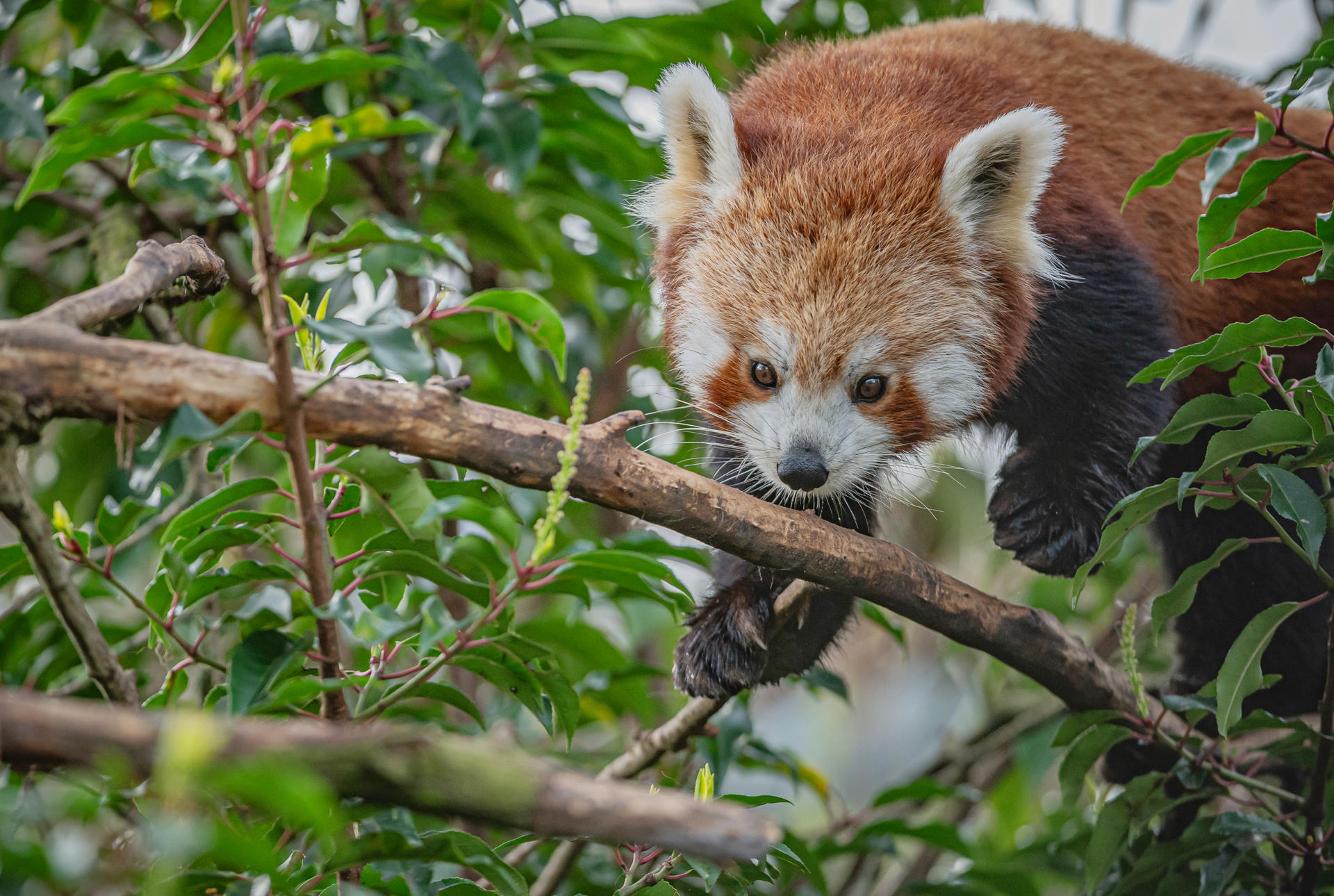 Akashi The Red Panda Has Arrived At Chester Zoo To Help Safeguard Her Species From Extinction 28