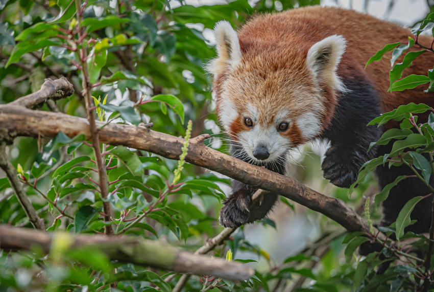 Akashi The Red Panda Has Arrived At Chester Zoo To Help Safeguard Her Species From Extinction 28