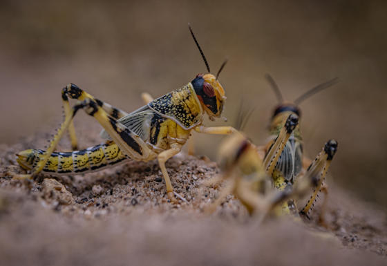 Desert Locust 2