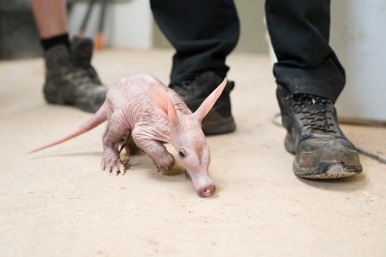 A Tiny Aardvark Calf, Affectionately Nicknamed Womble, Is Being Cared For By Conservationists At Chester Zoo After They Stepped In To Help Raise The Youngster. 1
