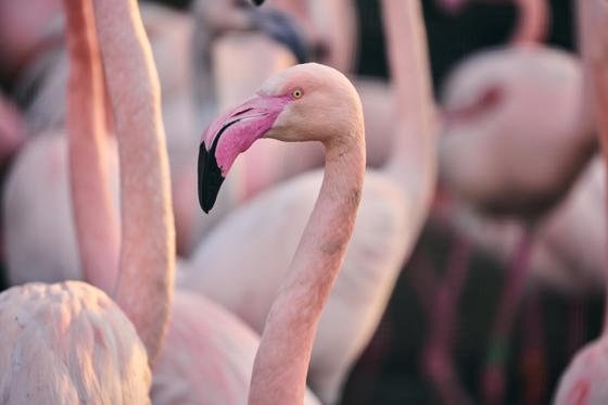 Greater Flamingo 1