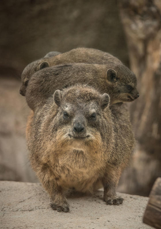 Rock Hyrax 6