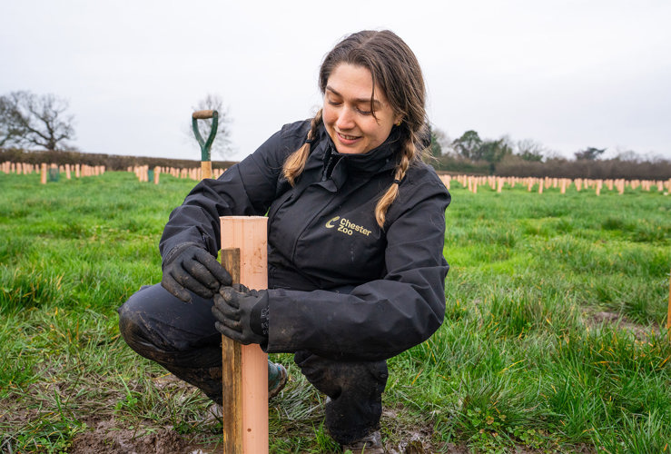 Photo shows a Chester Zoo staff member tying a stake to a tree guard. She's in a field and there are saplings in the background