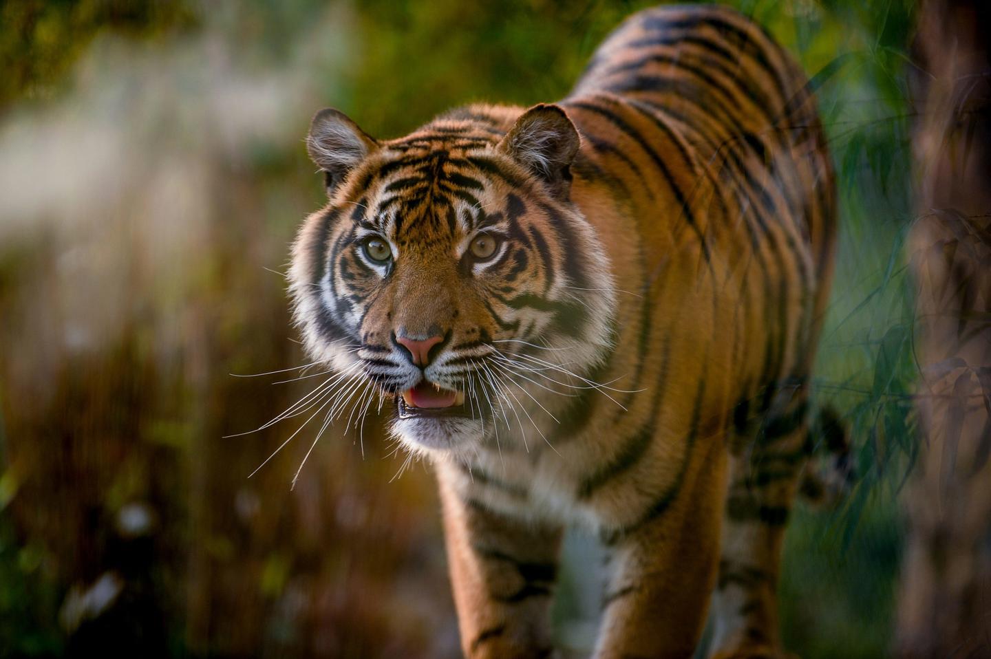 Sumatran Tiger