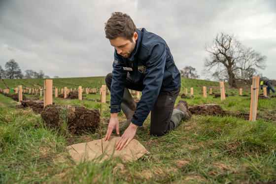 Woodland Planting Chester Zoo