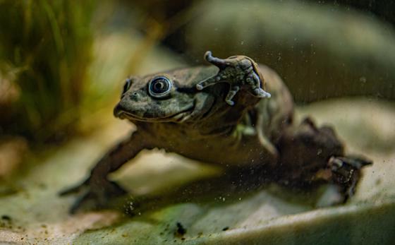 Lake Titicaca Frog 2
