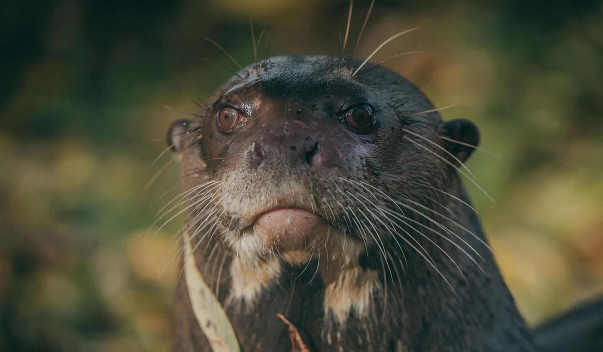 Giant Otter at Chester Zoo