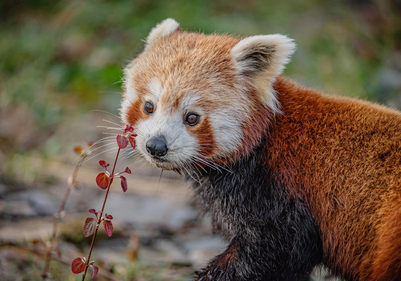 Akashi The Red Panda Has Arrived At Chester Zoo To Help Safeguard Her Species From Extinction 11