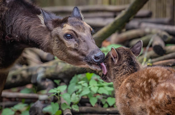 Philippine Spotted Deer 3