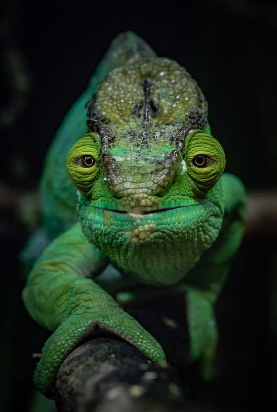 Chameleon 4