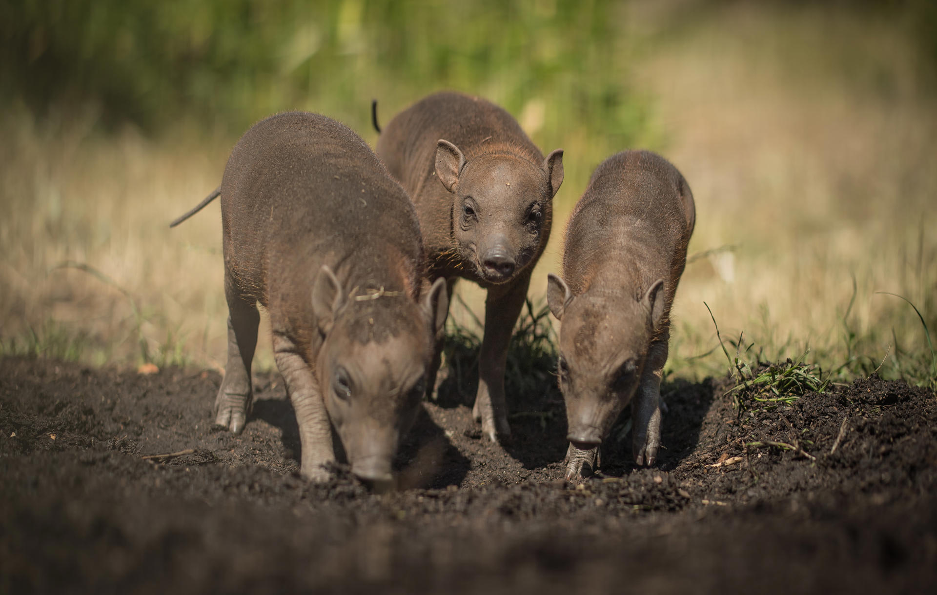 Babirusa 3