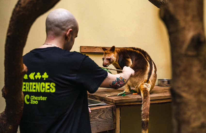 Tree Kangaroo Experience 04New