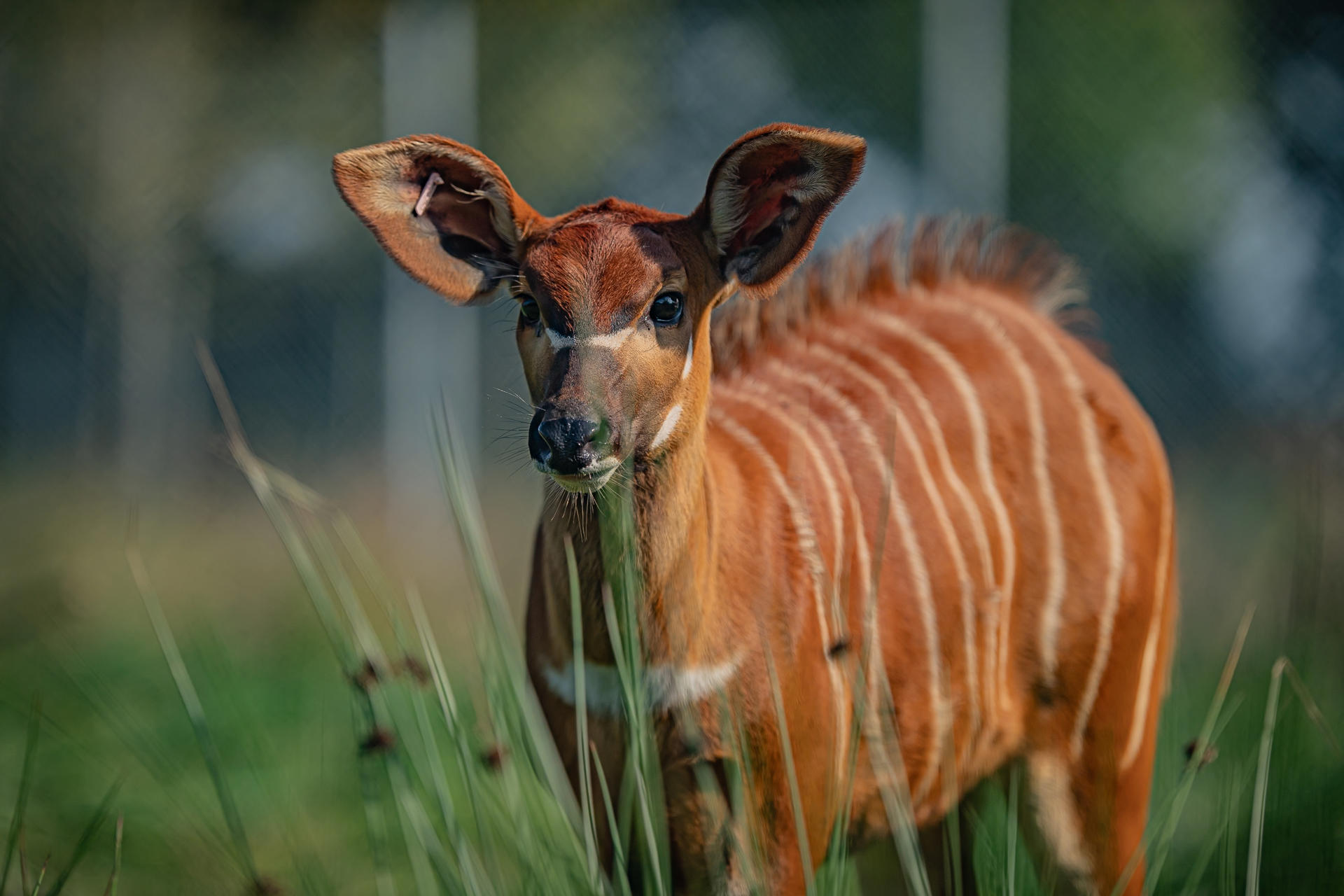 Critically Endangered Mountain Bongo At Chester Zoo15