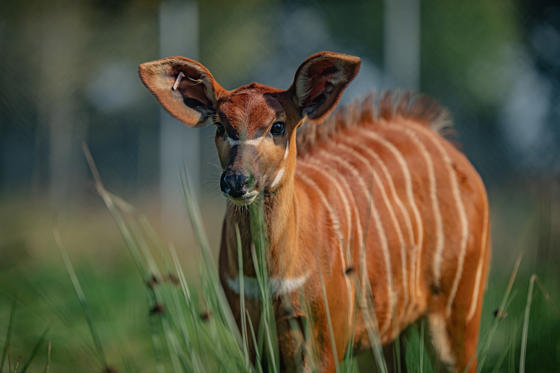 Critically Endangered Mountain Bongo At Chester Zoo15