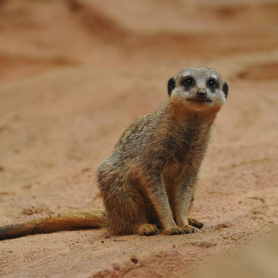 Meerkat 4