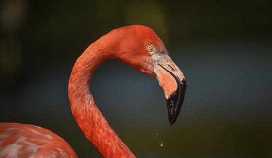 Caribbean Flamingo 1