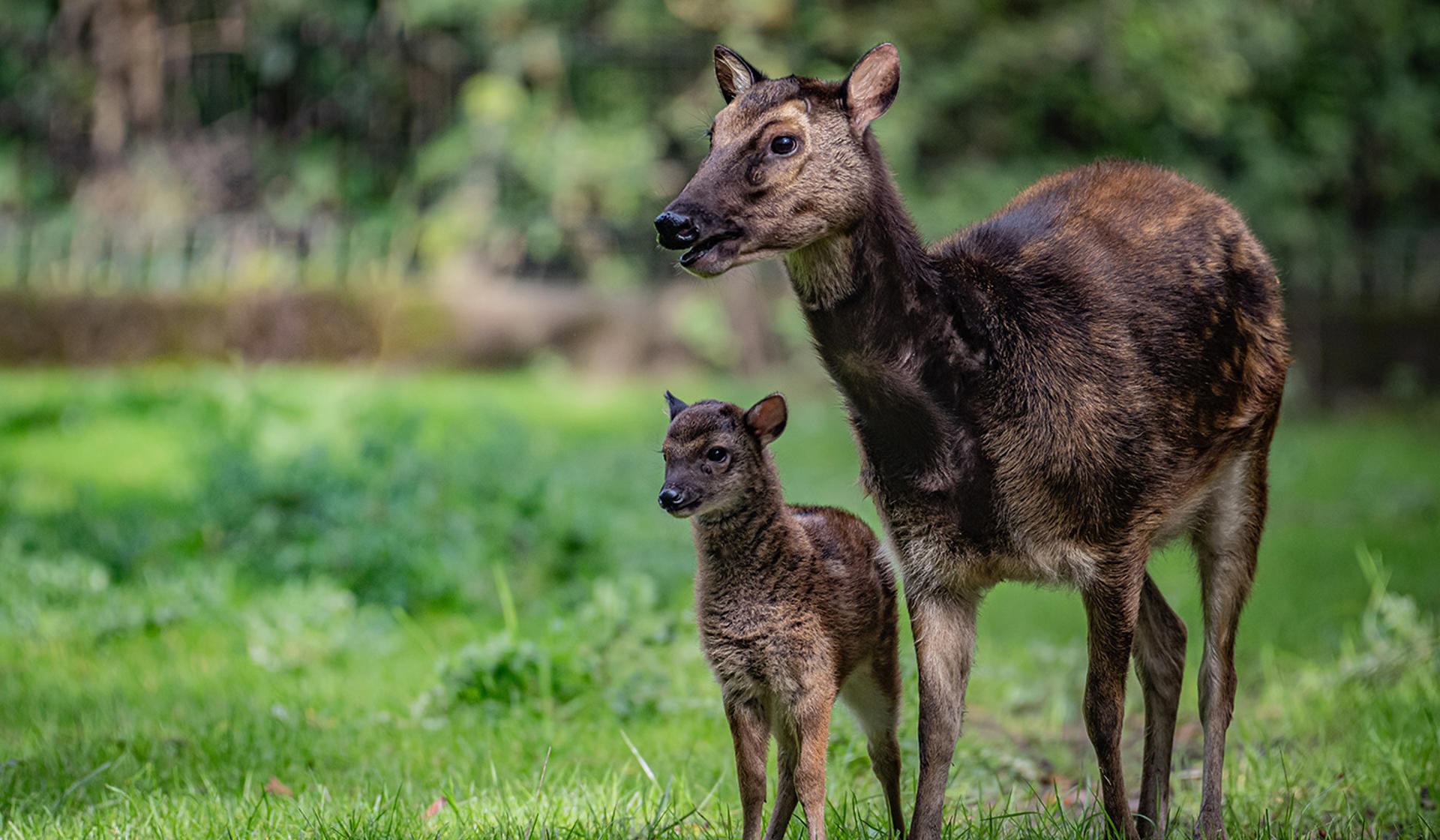 Philippine Spotted Deer and baby at Chester Zoo