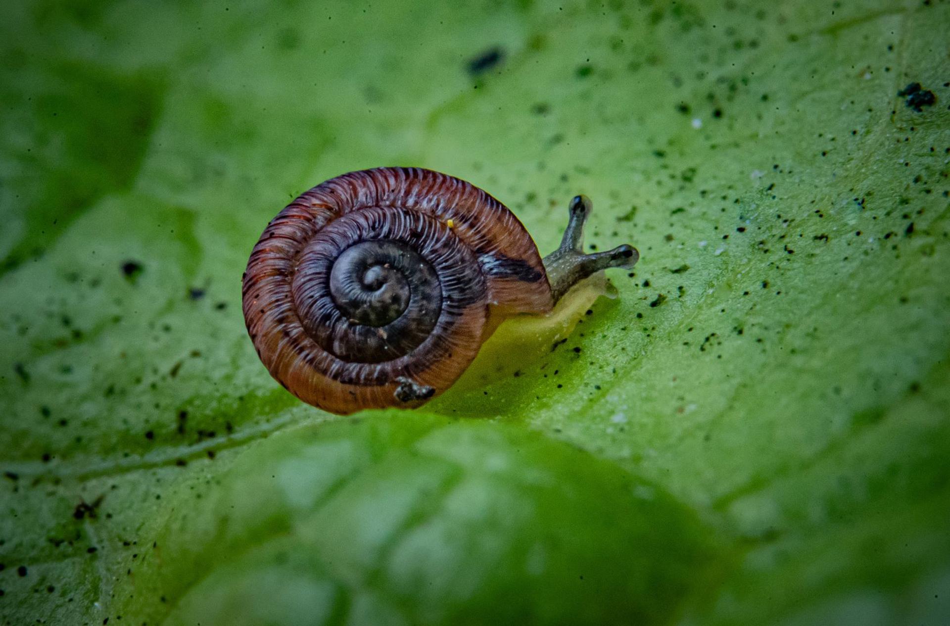 1,300 Tiny Snails 5