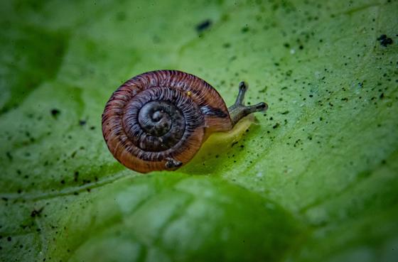 1,300 Tiny Snails 5