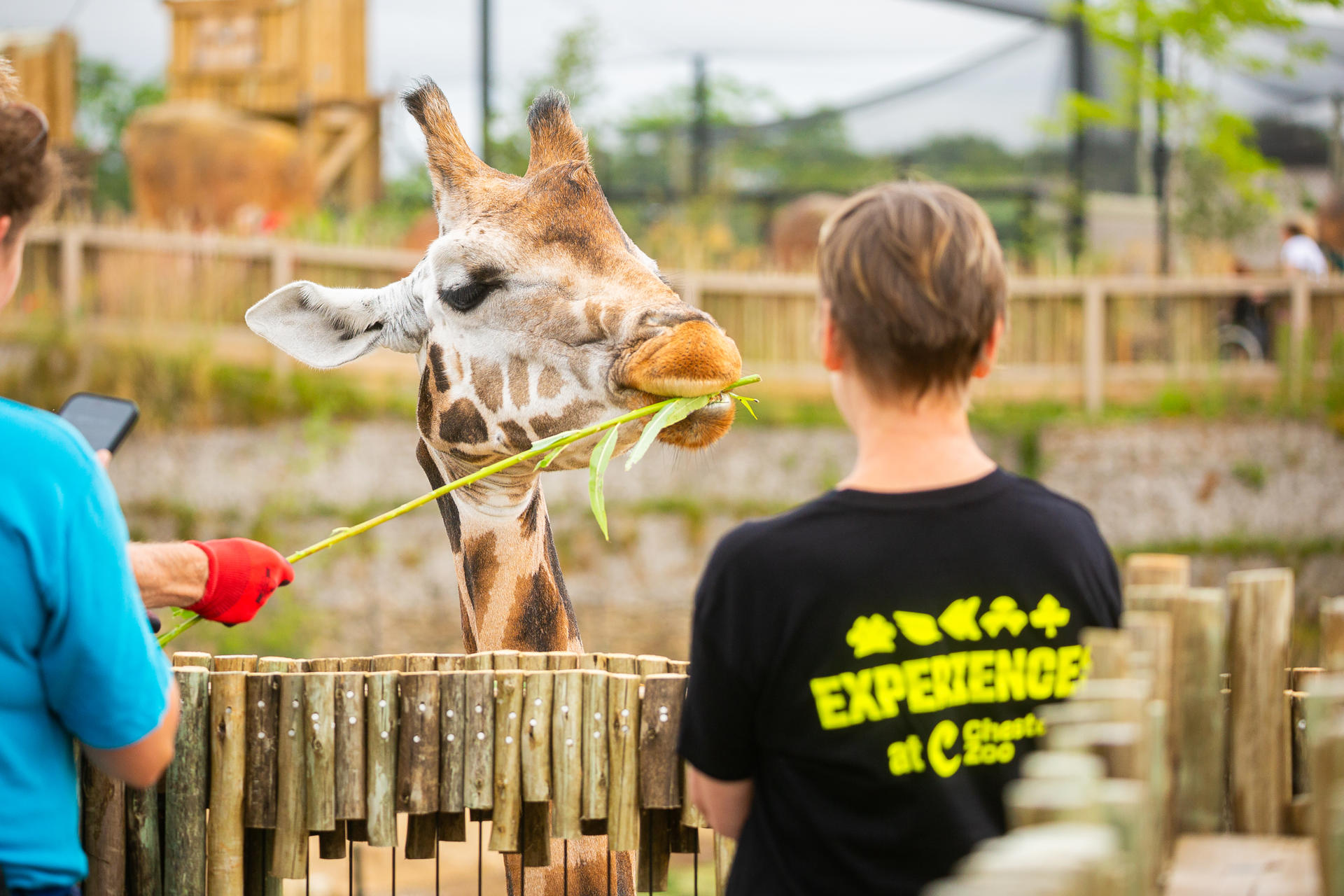 New Giraffe Experience 008 (1)
