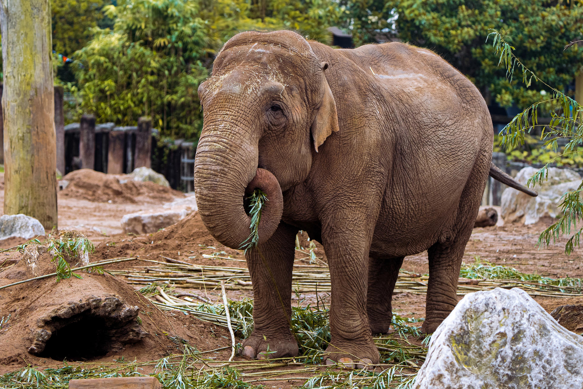 Elephant Oct 2024