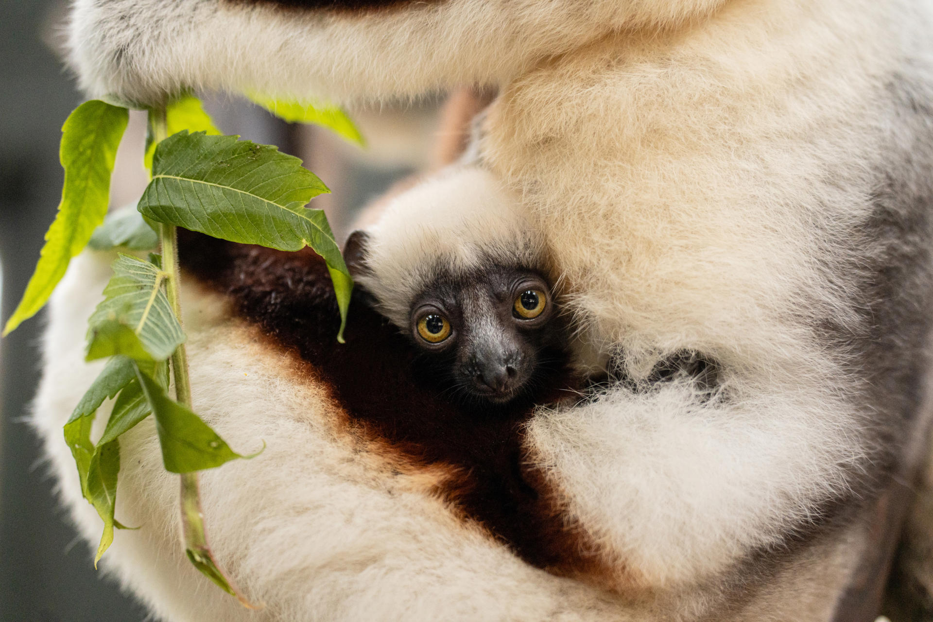 Coquerel’S Sifaka Baby