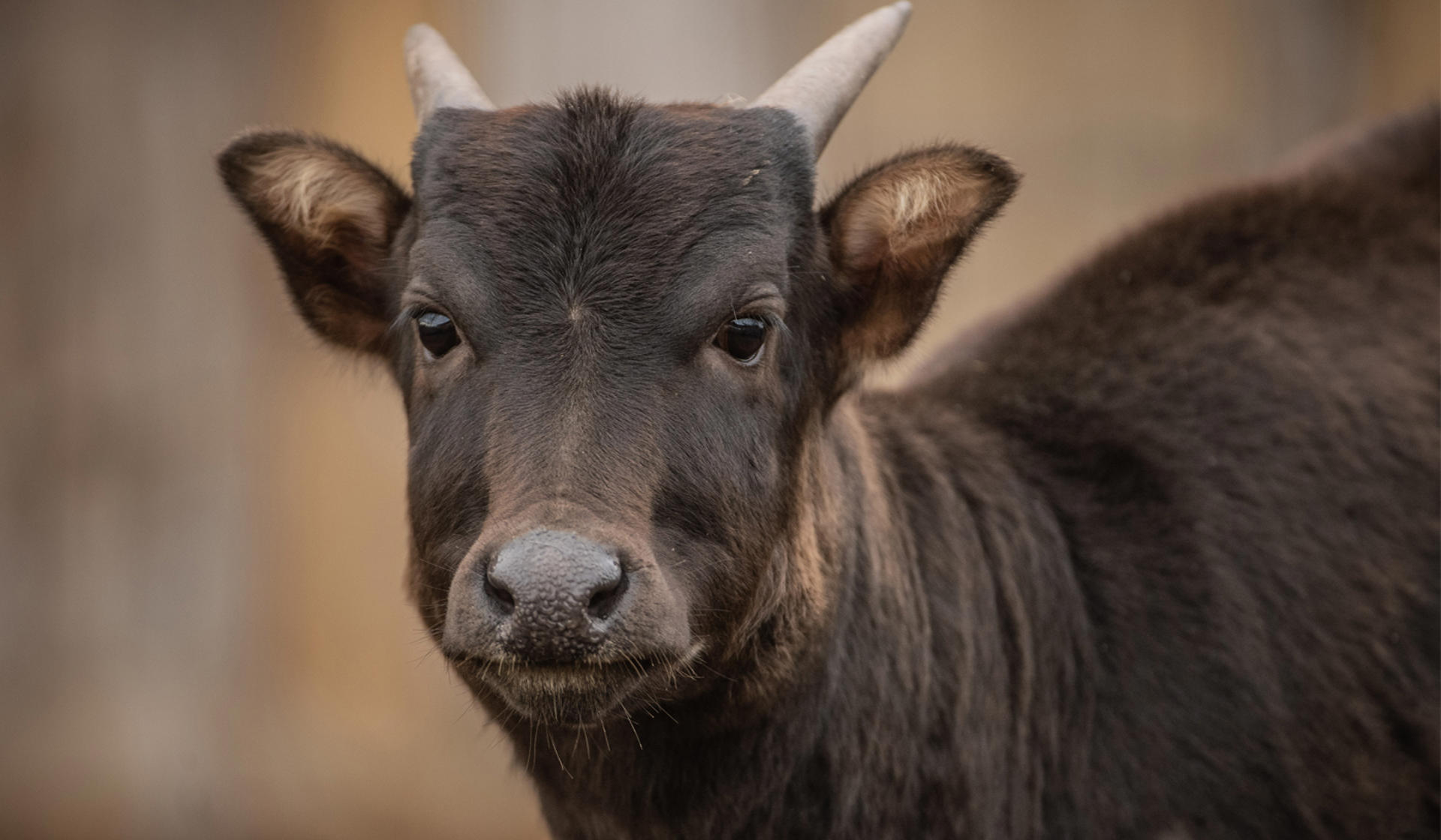 Anoa
