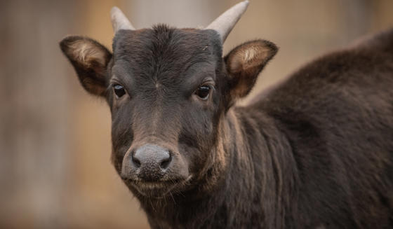 Anoa