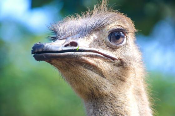 Ostrich 1
