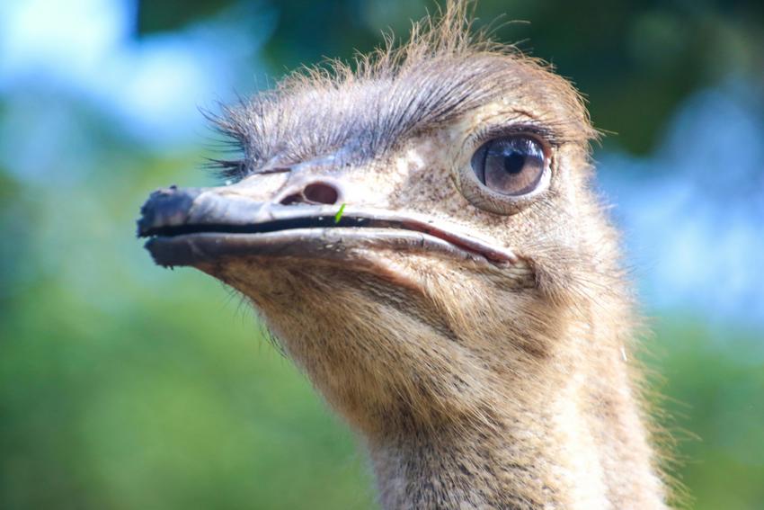 Ostrich 1
