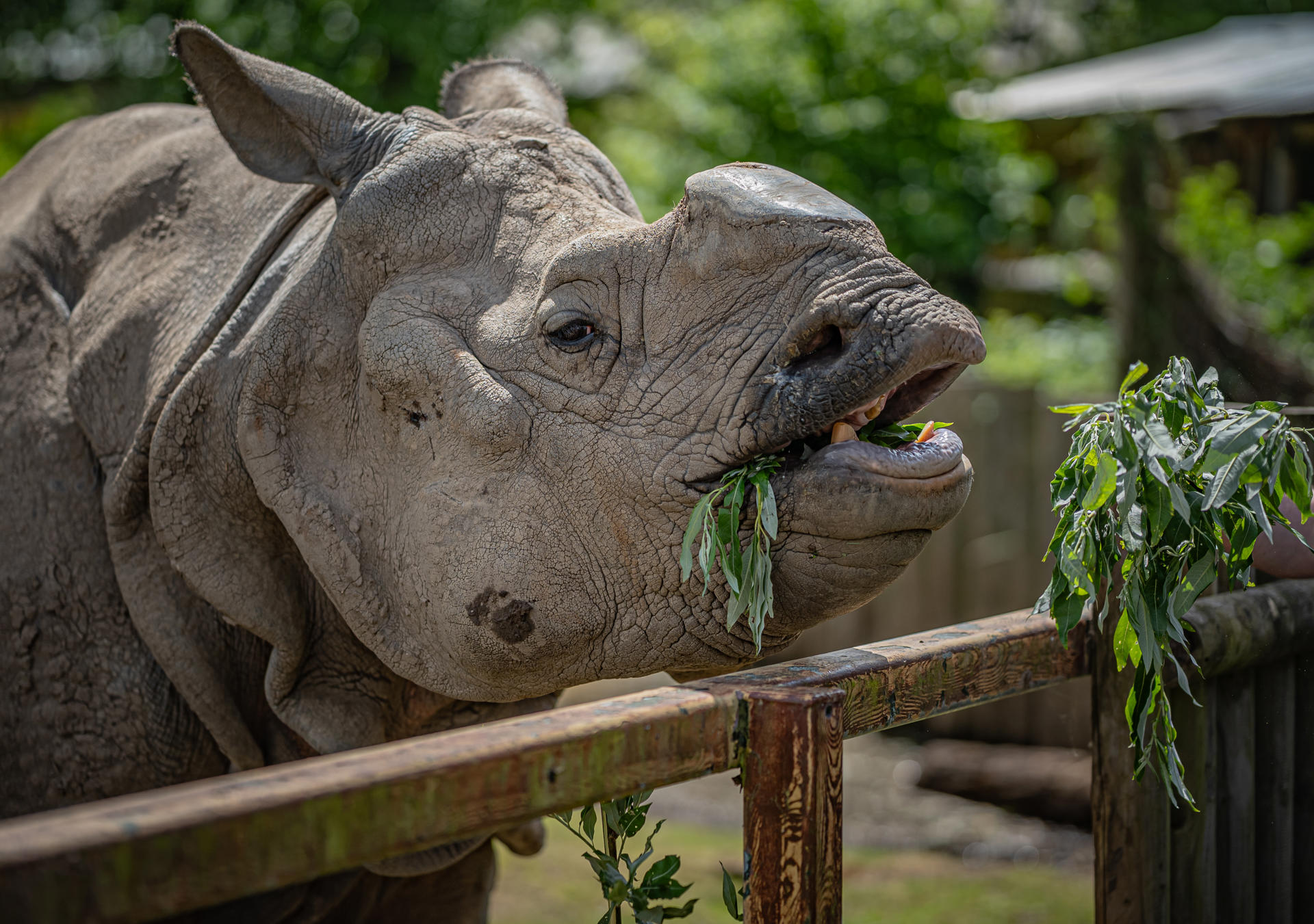 Rhino Feed 021