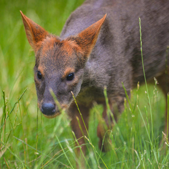 Pudu 3